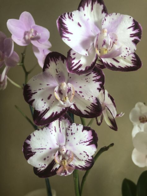 Phalaenopsis Boquette Flowers, Orchids Garden, Nothing But Flowers, Hybrid Tea Roses, Phalaenopsis Orchid, Flower Therapy, Beautiful Orchids, Pretty Plants, Orchid Flower