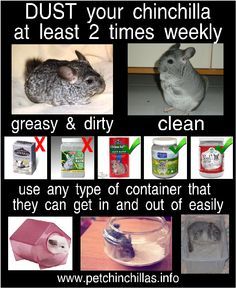 Aesthetic Chinchilla Cage Ideas, Chinchilla Care Tips, Cute Chinchilla Cage Ideas, Chinchilla Tips, Chinchilla Cage Ideas, Chinchilla Aesthetic, Chinchilla Facts, Hammock Diy, Pet Chinchilla