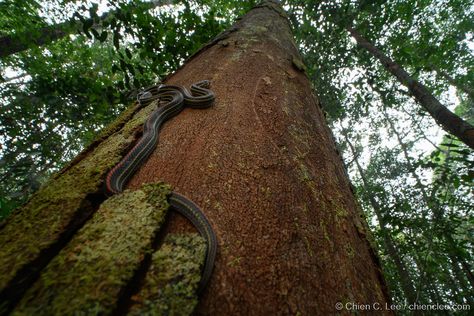 Climb Trees, Tree Trunks, Climbing, Animals