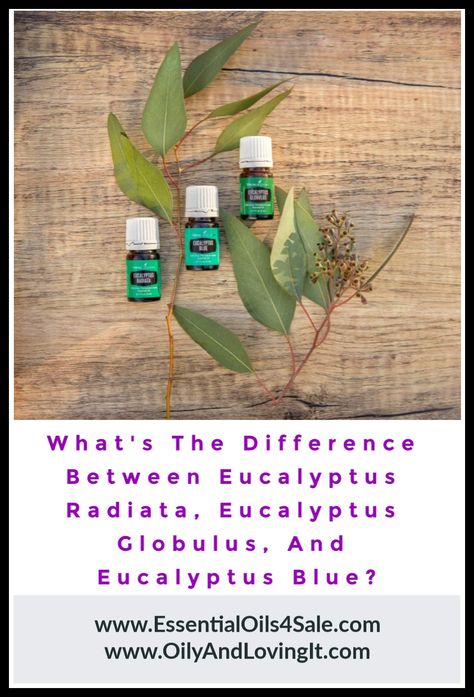 What's The Difference Between Eucalyptus Radiata, Eucalyptus Globulus, And Eucalyptus Blue?  #eucalyptus #essentialoil #essentialoils #aromatherapy #DIY #mindbodyspirit #mindbodysoul #livinghealthy #healthylifestyle #healthyliving Eucalyptus Radiata Vs Globulus, Eucalyptus Oil For Cough, Eucalyptus Essential Oil Uses, Aromatherapy Diy, Types Of Eucalyptus, Eucalyptus Radiata, Blue Eucalyptus, Yl Oils, Eucalyptus Globulus