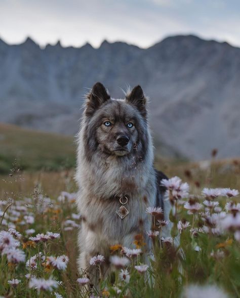 Agouti Husky, Cute Dogs Images, Pretty Dogs, Love Animals, Different Dogs, Original Photography, Wolf Dog, Cute Wild Animals, Cute Dogs And Puppies