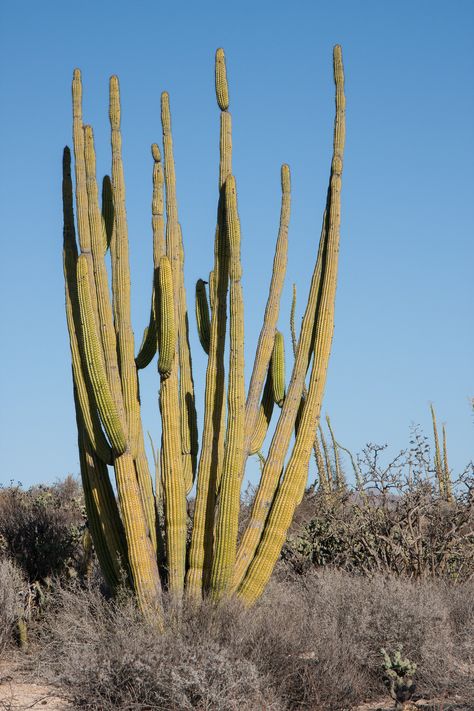 Organ Pipe Cactus, Stenocereus thurberi var. thurberi (Cac… | Flickr Organ Pipe Cactus, South Of The Border, Cactus Y Suculentas, Cactus Plants, Cactus, Tapestry, Plants