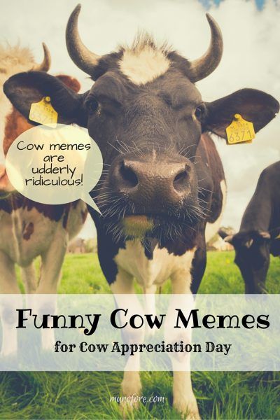 Funny Cow Memes in honor of Cow Appreciation Day. Cow jokes, cow puns, cow cartoons. Cow Puns Funny, Funny Cow Pictures, Cow Jokes, Cow Meme, Cow Puns, Cow Quotes, Cow Appreciation Day, Wednesday Humor, Heifer Cow