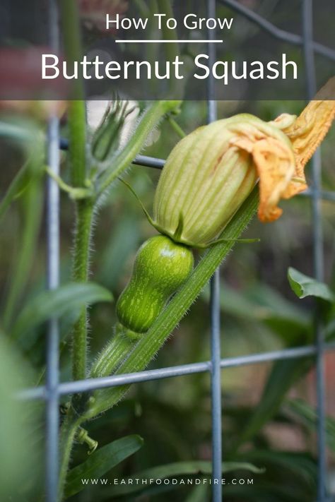 Grow Butternut Squash, Growing Butternut Squash, Butternut Squash Seeds, Earth Food, Growing Squash, Ways To Conserve Water, Frozen Butternut Squash, Squash Plant, Squash Varieties