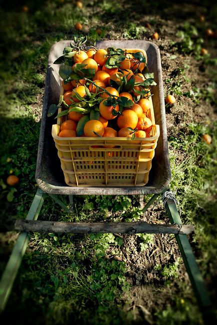 Wheelbarrow full of oranges from an orange grove in Sorrento, Italy © John Bragg Photography Picking Tomatoes, Orange Picking, Orange Farm, Apple Garden, Tattoo Plant, Winter Comfort Food, Orange Grove, Sorrento Italy, Eat Seasonal