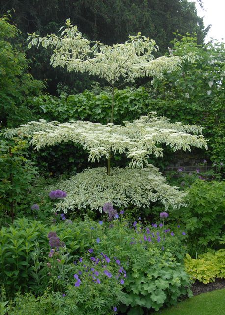 Wedding Cake Tree, Moon Garden, Garden Borders, White Gardens, Deciduous Trees, Garden Landscape Design, Garden Trees, Garden View, Country Gardening