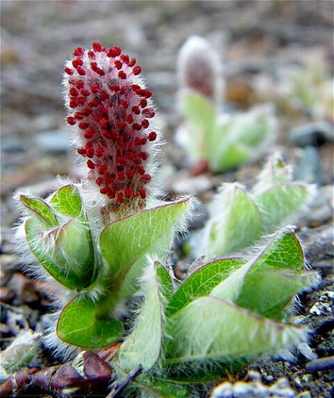 Attic Willow- This plant can grow in wet and dry parts of the Tundra. It's eaten by many animals such as the musk ox, arctic hare, ptarmigan, and caribou.   http://www.arkive.org/arctic-willow/salix-arctica/  http://www.betterphoto.com/gallery/dynoGallDetail.asp?photoID=123687 Artic Willow, Arctic Plants, Tundra Plants, Arctic Flowers, Alien Flora, Wind Flower, Arctic Hare, Arctic Tundra, Musk Ox