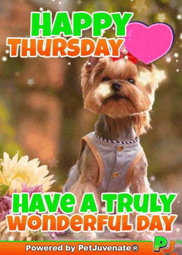 Happy Thurs Happy Thursday GIF – Happy thurs Happy thursday A fur baby dog my baby talk dog mom – discover and share GIFs Happy Thursday Gif, Thursday Funny, Thursday Gif, Baby Talk, Puppy Dog Eyes, Dog Eyes, Puppy Eyes, Puppies Funny, Happy Words