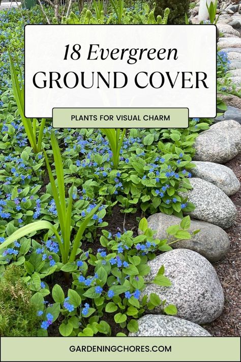 Maintain a vibrant garden all year long with these dynamic evergreen ground cover plants. From the resilient Creeping Jenny to the elegant Pachysandra, these selections provide lasting beauty. Click now to add perennial charm to your landscape! Creeping Ground Cover Plants, Backyard Ground Cover Ideas, Ground Cover Plants For Sun Perennials, Zone 7 Landscaping Front Yards, Shade Loving Ground Cover Perennials, Perennial Ground Cover Sun, Ground Cover Plants For Sun, Green Ground Cover Plants, Year Round Ground Cover Plants