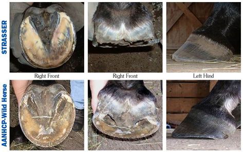 Choosing your Hoofcare Provider: An Owner’s Outline for Comparing Strasser Method Trimming to AANHCP Trimming (American Association of Natural Hoof Care Practitioners) Horse Hooves, Hunt Seat, Horse Hoof, Horse Products, Hoof Care, Dog Pics, Western Pleasure, Horse Tips, Horse Owner