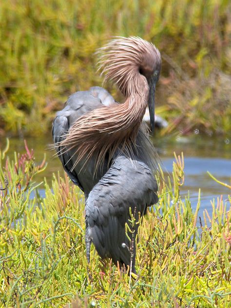 Reddish Egret, Animal Inspiration, Tiny Fish, Jazz Fest, Shallow Water, Animal References, Concept Ideas, Herons, Art Walk