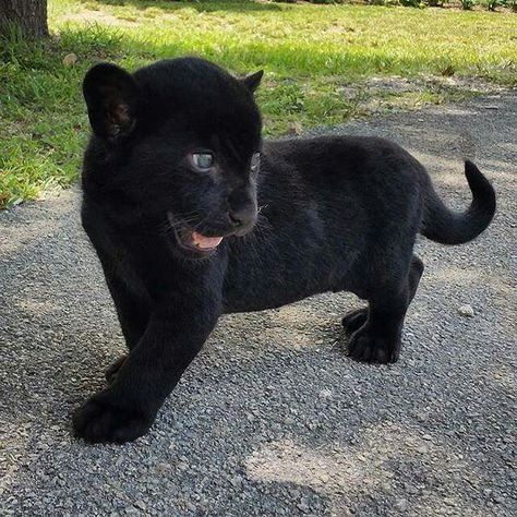 Adorable Black Panther Cub Baby Black Panther, Panther Cub, Baby Panther, Baby Jaguar, Animals Cartoon, Baby Black, Black Panthers, Baby Animals Pictures, A Black Cat