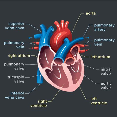 Heart Diagram, Heart Stuff, Study Biology, Sports Science, Basic Anatomy And Physiology, Nurse Study Notes, Paint Inspo, Medical Wallpaper, Biology Facts