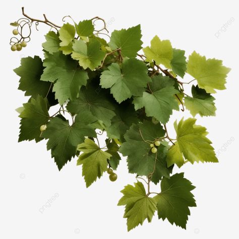 bunch of green grape leaves isolated bunch of green grape leaves isolated grape png Healthy Mood Board, Tomato Leaves, Green Grape, Healthy Mood, Logo Redesign, Merch Design, College Logo, Green Grapes, Transparent Image