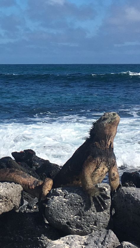 Galapogas Islands, Latin Aesthetic, Santa Cruz Galapagos, Galapagos Islands Travel, Santa Cruz Island, Ecuador Travel, Galapagos Islands, Amazon Rainforest, Black Aesthetic Wallpaper