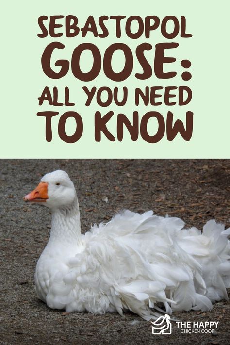 Is the Sebastopol goose the right animal for your farm or home? In this guide, we’ll give you the information you need to make a decision. Goose Coop Ideas, Goose Coop, Raising Geese, Ancona Ducks, Sebastopol Geese, Chicken Coups, Geese Breeds, Goose Drawing, Goose House