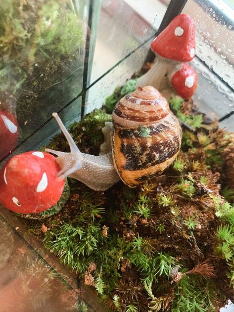 Pet Snail Terrarium, Snail Tank, Pet Snails, Snails In Garden, Unusual Animals, Terrarium, Stuffed Mushrooms, Animals