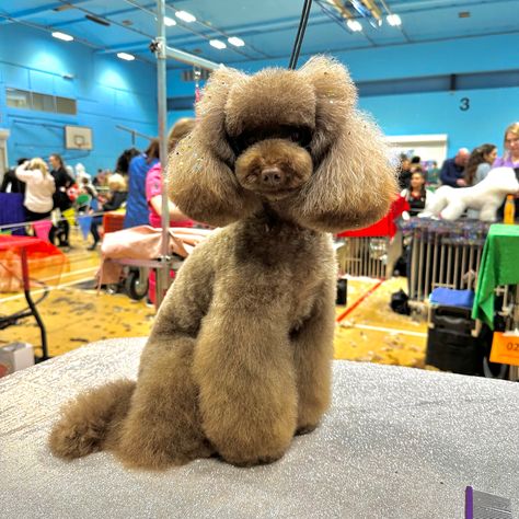 Asian fusion doggrooming poodle creative butterfly head Asian Fusion Grooming, Poodle Modified Continental Clip, Toy Poodle Asian Fusion, Asian Fusion Poodle, Asian Fusion Grooming Poodle, Asian Fusion Dog Grooming, Poodle Mohawk Dog Grooming, Dog Grooming Styles, Creative Grooming