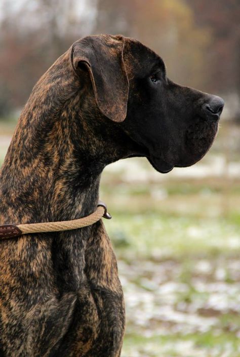 Brindle Great Dane Great Dane Pictures, Great Dane Side Profile, Brindle Great Dane, Fawnequin Great Dane, Blue Merle Great Dane, Great Dane Cropped Ears, Merle Great Danes, Great Dane Brindle, Tattoo Animals