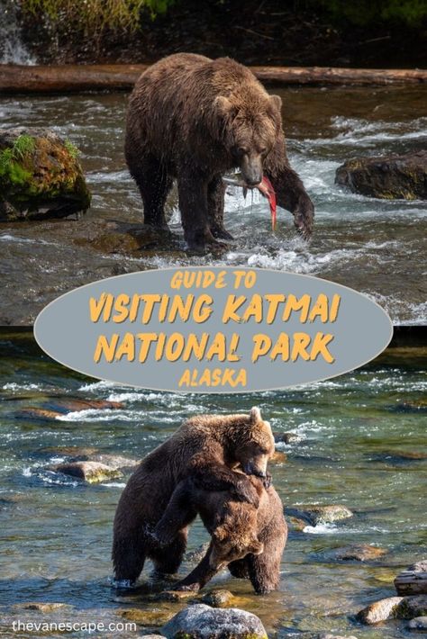 Visiting Katmai National Park – How to Plan a Perfect Trip? Alaska Travel Guide, Alaska National Parks, Best Places In The World, Places In Usa, Alaska Vacation, Katmai National Park, Brown Bears, Visit Canada, Us Road Trip