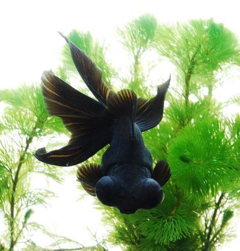 Black Goldfish, Protruding Eyes, Fancy Goldfish, Goldfish Pond, Cool Fish, Pet Fish, Fish Ponds, Exotic Fish, Gold Fish