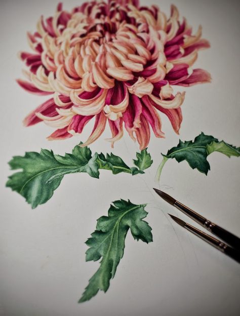 Eunike Nugroho: Japanese Chrysanthemum: Continuing an Unfinished Artwork. Botanical Portrait, Fantasy Flora, Chrysanthemum Watercolor, Chrysanthemum Leaves, Japanese Chrysanthemum, Botanical Fashion, Chrysanthemum Tattoo, Floral Drawing, Japanese Flowers