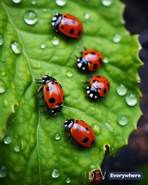 Ladybug House, Organic Pest Control, Stay Forever, Natural Pest Control, Gallery Wallpaper, Better Homes And Garden, Art Gallery Wallpaper, Water Sources, Charming Garden