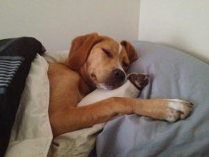 5 Reasons Science Says Your Dog Should Sleep in Your Bed Dog Sleeping In Bed, Dog Education, Dog Advice, Dog Sleeping, Dog Area, Group Of Dogs, Dog Help, American Kennel Club, Therapy Dogs