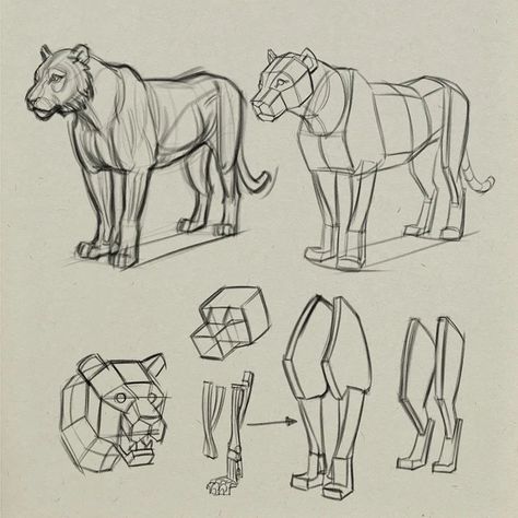 Lion Anatomy, Anatomy Help, Anatomy Tips, Feline Anatomy, Drawings Of Animals, Drawing Anatomy, Animals Drawing, Human Figure Sketches, Cat Anatomy