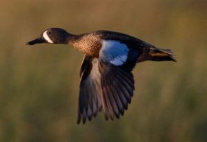 Blue Winged Teal Photos Redhead Duck, Teal Duck, Blue Winged Teal, List Of Birds, Duck Pictures, What The Duck, Duck Art, Migratory Birds, Blue Wings