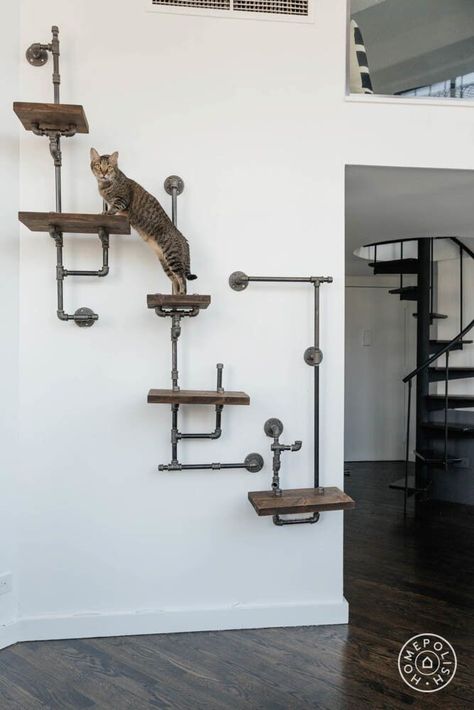 (paid link) Cat Wall Shelves ideas in 2020 | cat wall, cat room, cat Cat Play Wall Ideas, Industrial Cat Tree, Cat Walls Living Room, Basement Cat Area, Cat Loft Ideas, Cat Play Wall, Cat Jungle Gym Wall, Loft Wall Ideas, Cat Loft