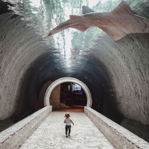 A grand imagination begins at a young age. Discover larger than life animals ranging from the rainforest to the sea at The Dallas World Aquarium. 📸 Brittnye Moose Dallas World Aquarium, Things To Do In Dallas, Dallas House, Texas Travel, Weekend Trip, Dallas Fort Worth, Girls Weekend, Stars At Night, Future Travel