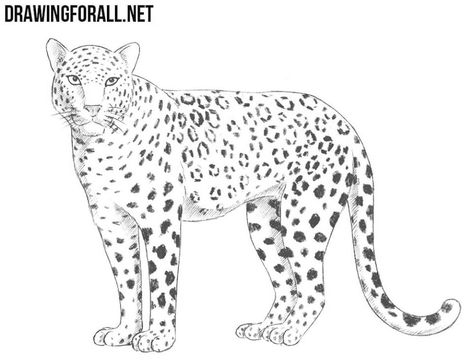 Snow Leopard Drawing, Free Lineart, Baby Snow Leopard, Leopard Pictures, Leopard Drawing, Sketch Outline, Leopard Seal, Leopard Shark, Easy Animal Drawings