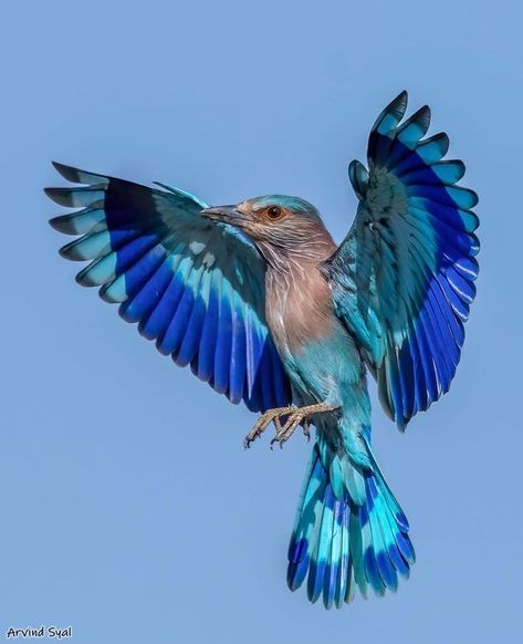 Roller Bird, India Photo, Indian Blue, Indian Pictures, Aesthetic Life, Bird Watcher, Shop Accessories, Bird Pictures, Tropical Birds