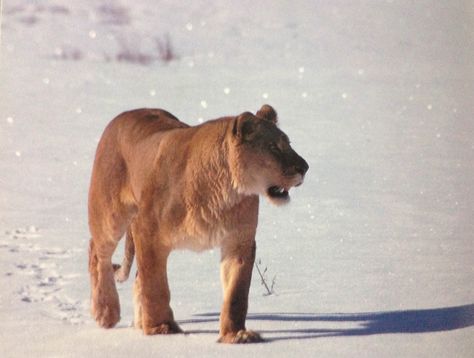 American Lion (Panthera atrox) American Lion, Wild Animals Pictures, Animals Beautiful, Animals Wild, Animal Pictures, Mammals, Lion, Animals