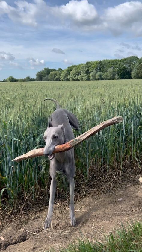 Blue Whippet, Grey Hound, Puppy Bag, Farmer Girl, Farm Dogs, Grey Hound Dog, Hound Dog, 7th Grade, Heart Wallpaper