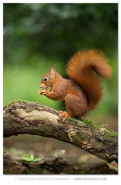 Squirrel Pictures, Cute Squirrel, A Squirrel, Red Squirrel, Hamsters, Woodland Creatures, Animal Photo, 귀여운 동물, Woodland Animals