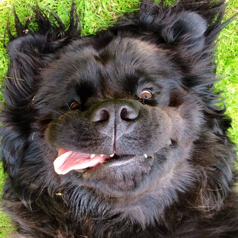 Harley. My big beautiful Newfoundland dog. He's a star! Lou Dog, Newfoundland Puppies, Terra Nova, Cute Dog Pictures, Newfoundland Dog, Big Dog, Cane Corso, Dog Quotes, Newfoundland