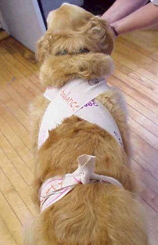 Home made thunder shirts Danny Dog, Rambo 3, Dog Therapy, Pretty Pets, Thunder Shirt, Pet Things, Pet Projects, June Bug, Pet Ideas