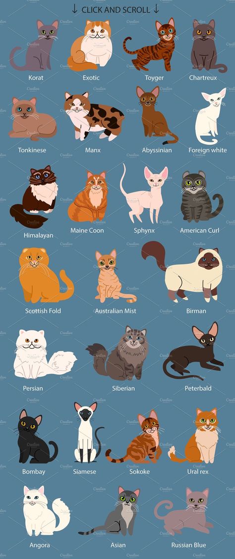 Stickers Printable Aesthetic, Argentina Sticker, Himalayan Persian Cats, Skz Sticker, Cats Vector, Different Breeds Of Cats, Paw Patrol Stickers, Russian Cat, Breeds Of Cats