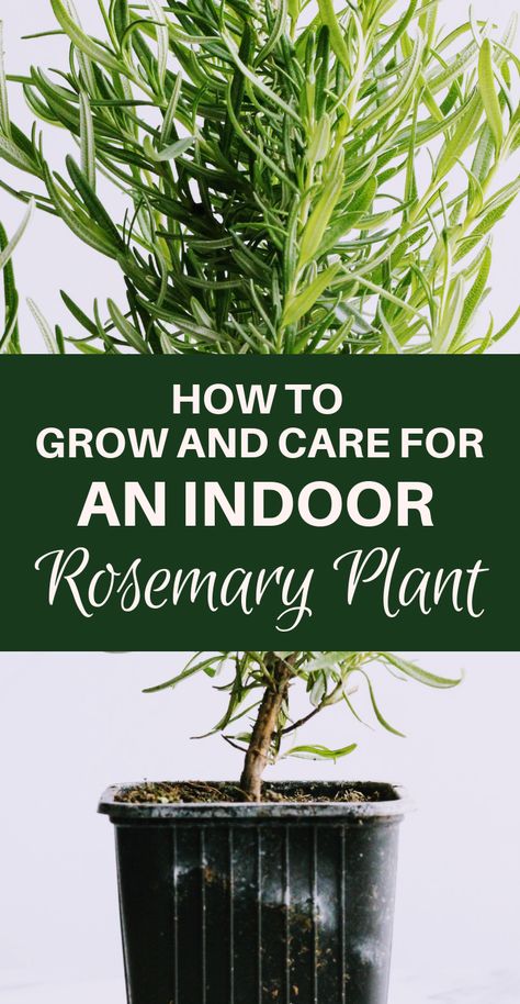 Rosemary Plant Care, Growing Food Indoors, Growing Rosemary, Rosemary Plant, Herb Garden Design, Garden Indoor, Amazing Kitchen, Indoor Herb Garden, Insect Control