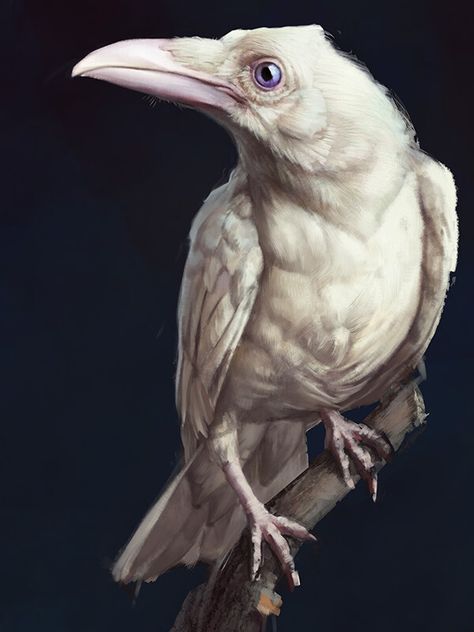 ArtStation - White crow, Sergey Yakovlev (RimKello) Crow Drawing, Raven Artwork, White Raven, White Crow, Albino Animals, Crow Art, Raven Art, Crows Ravens, Pretty Animals