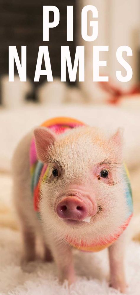 Pig Names Ideas, Show Pig Names, Pig Keeping, Funny Girl Names, Pig Pen Ideas, Mini Pig Food, Mini Potbelly Pigs, Pig Names, Kunekune Pigs