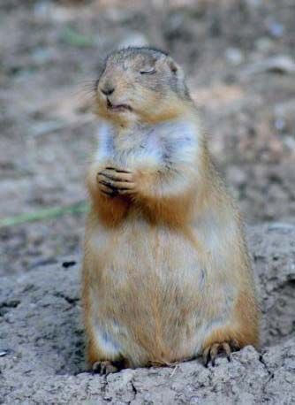 Terry Tempest Williams "I watched prairie dogs every day, rise before the sun, stand with their paws pressed together facing the rising sun in total stillness . . ." Praying Animals, Dog Praying, Let Us Pray, Prairie Dog, Find Beauty, Animals And Pets, Animal Pictures, Animals Wild, Mammals