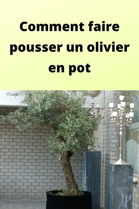 Comment faire pousser un olivier en pot Olivier En Pot, Fruit, Plants