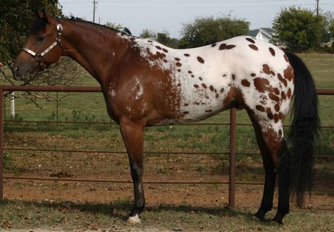 pictures appaloosa horses | Discuss Appaloosa stallions! at the Horse Breeding forum - Horse ... Bay Appaloosa, Blanket Appaloosa, Horse Products, Quarter Horses, Dream Horse, Horse Boarding, American Quarter Horse, Indigenous Americans, Appaloosa Horses