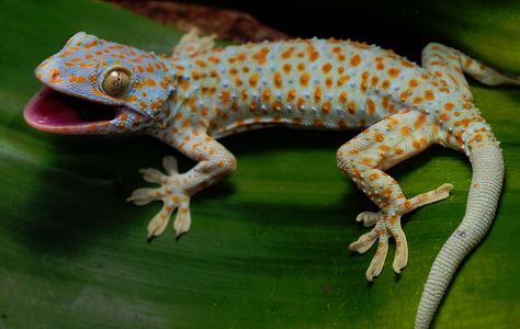 Least Concern (IUCN 3.1) Gekko gecko(Linnaeus, 1758) List of species seen in Wild Kratts The Tokay Gecko (Gekko gecko) is a nocturnal arboreal gecko in the genus Gekko, the true geckos. It is native to Asia and some Pacific Islands. Gecko Pet, Pet Gecko, Tokay Gecko, Colorful Lizards, Gecko Terrarium, Cute Gecko, Pet Lizards, Tattoo Nature, Animals Tattoo