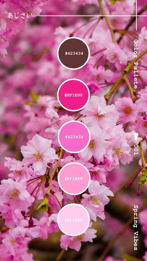 Japanese Cherry Blossom Color Palette, Pink Sakura Aesthetic, Sakura Color Palette, Japan Color Palette, Cherry Blossom Color Palette, Blossom Color Palette, Scenery Japan, Flower Scenery, Aesthetic Sakura