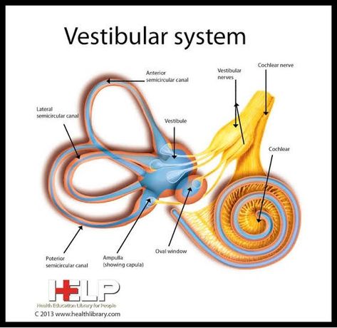 Vestibular System Anatomy, Nervous System Anatomy, Ear Anatomy, Vestibular System, Eye Anatomy, Cord Blood Banking, Basic Anatomy And Physiology, Nurse Study Notes, Pulmonology