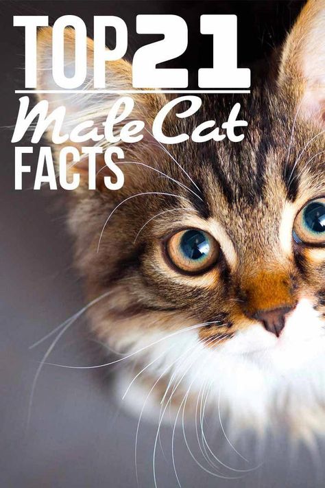 Top 21 male cat facts - Fun cat facts from The Happy Cat Site. #catbehavior Cats Facts, Cat Behavior Facts, First Time Cat Owner, Male Cat, Cat Info, Cat Hacks, Cat Anime, Cat Spray, Cat Care Tips